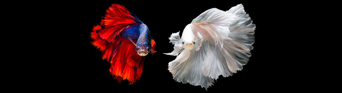 betta