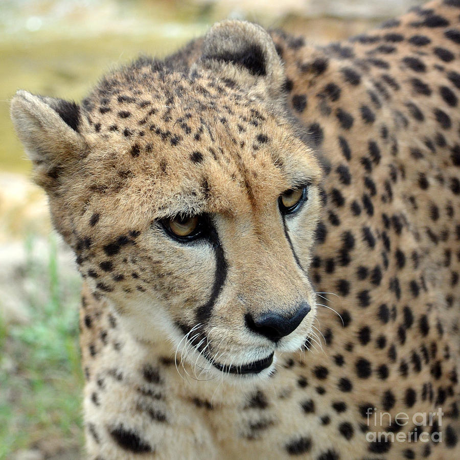 Cheetah