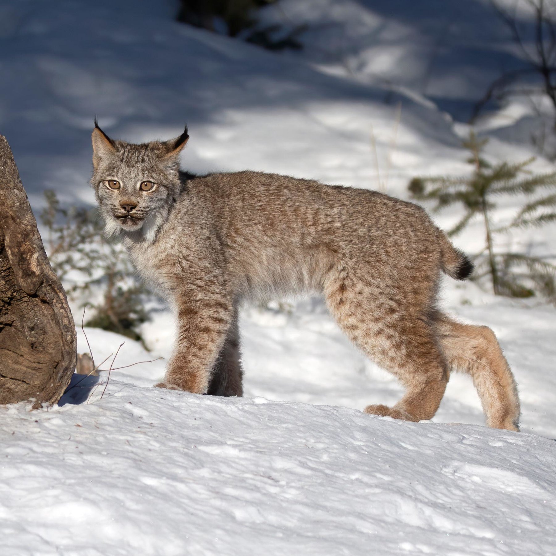 Lynxes